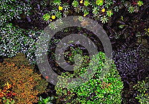 View of the cloud forest canopy