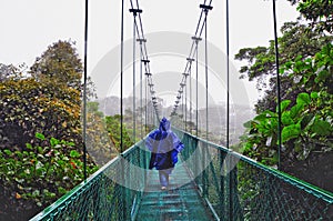 View of the cloud forest canopy