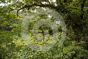 View of cloud forest in La Amistad National Park