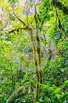 View of Cloud Forest, Sky Adventures Monteverde Park, Monteverde, Costa Rica