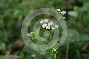 View of a cluster of Billygoat weed flowers blooming in a lawn area photo