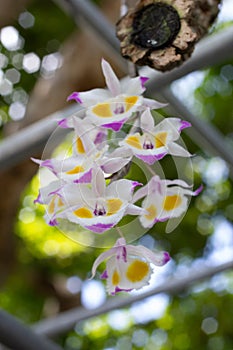 Dendrobium devonianum photo