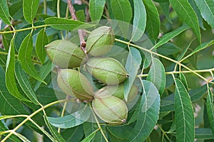 CLUSTERS OF PECAN NUTS ON A TREE