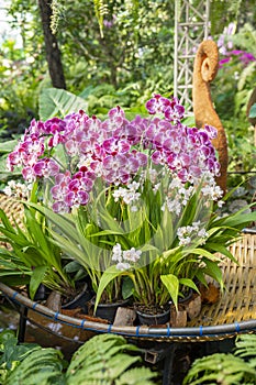 A view of a cluster of small magenta and white colored Phalaenopsis orchids