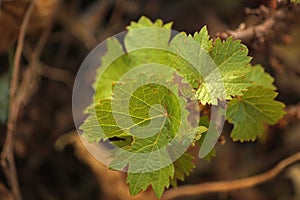 CLUSTER OF GRAPE VINE LEAVES IN A GARDEN