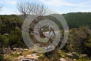 View of the coast between Li Cossi and Cala Tinnari