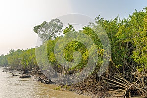 View of the coast of Pashur river with mangroves - Sundarbans,Bangladesh