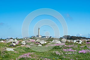 View from coastal fields with flowers towards the phare of Ile de Batz, France