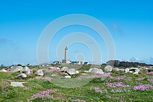 View from coastal fields with flowers towards the phare of Ile de Batz, France photo