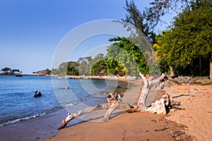 View of coastline on Nosy Komba Island lined with palm trees, Madagascar photo