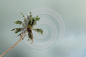 The view on the coconut palm tree on a background of a dark stormy sky.