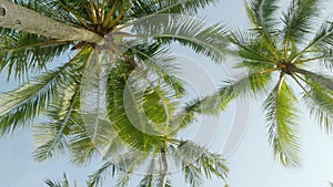 View of coconut palm trees against sky near beach on the tropical island with sunlight through. Coconut palm trees bottom view.
