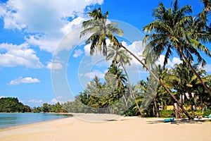 The view on the coconut palm trees on a sandy beach near to sea on a background of a blue sky.