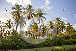 A view of coconut palms with soaring birds against a blue sky in the background light of the setting sun.