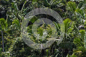 A view of a coconut palms in the tropical rainforest in Puerto Rico