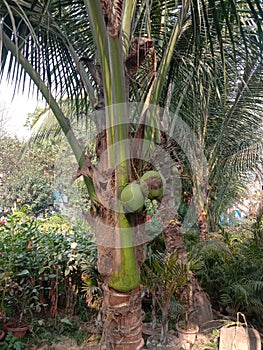 View of coconut plants in a park of saras sadan auditorium Howrah India photo