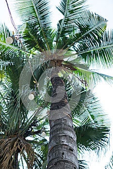 view of coconut tree from below