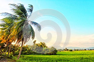 View of coconut tree and blue sky in the morning