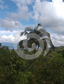 The view of coconut and trees