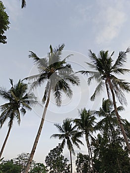 view of coconut trees with the evening sky in the background