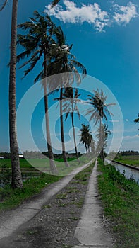 The view of coconut trees lining the roadside against the background of the blue sky