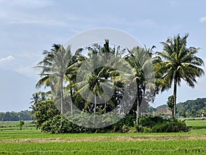 View of coconut trees in the middle of rice fields in rural Indonesia.