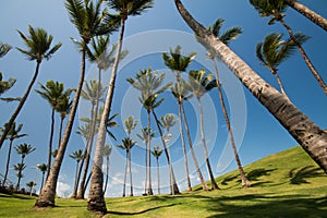 View of Coconut trees in Morro do Cristo in Barra district in Salvador Bahia Brazil photo