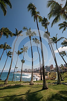 View of Coconut trees in Morro do Cristo in Barra district in Salvador Bahia Brazil photo