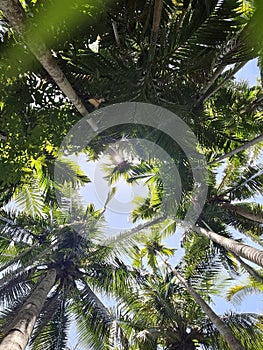 view of coconut trees from natural forest in summer