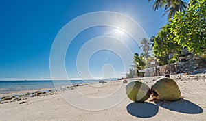 View of Coconuts at Anda beach Bohol island with coconut palms photo