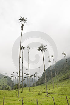 View of Cocora valley with Ceroxylon quindiuense, wax palms