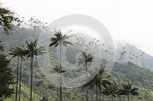 View of Cocora valley with Ceroxylon quindiuense, wax palms