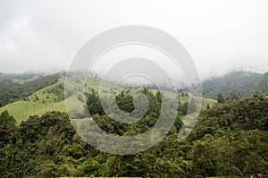 View of Cocora valley with Ceroxylon quindiuense, wax palms