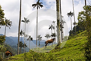 View of the Cocora Valley Valle del Cocora in Colombia with Wax Palm Trees and horses