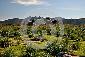 View of Codoleddu plateau and his horses
