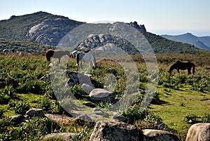 View of Codoleddu plateau and his horses