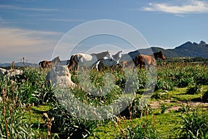 View of Codoleddu plateau and his horses