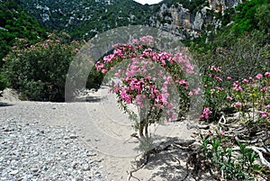 View of Codula of Luna