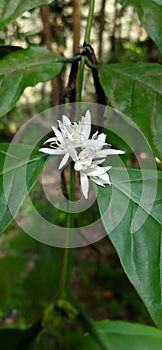 View  Of Coffee Flower  Bloom