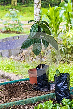 Da caffè pianta piccoli alberi pronto piantare fuori più vicino sul 