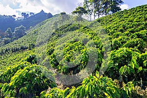 Coffee Plants on a Hill photo