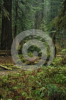 View on a cold rainforest  Grayback campground at Siskiyou National forest