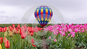 View at a colorful hot air balloon though the row of red tulips.