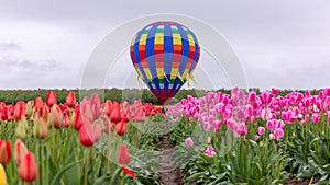 View at a colorful hot air balloon though the row of red tulips. photo