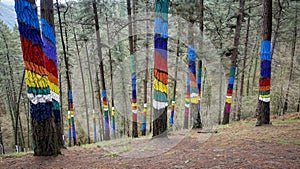 View of colorful painted tree trunks at Oma forest in Basque Country