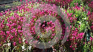 View of colorful plantation of flowers in sunny greenhouse