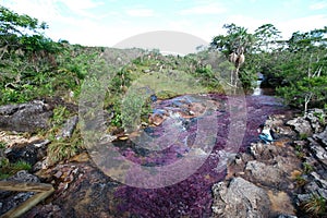 A view of the colorful plants in the CaÃÂ±o Cristales river photo