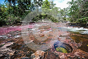 A view of the colorful plants in the CaÃÂ±o Cristales river photo