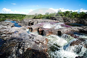A view of the colorful plants in the CaÃÂ±o Cristales river photo