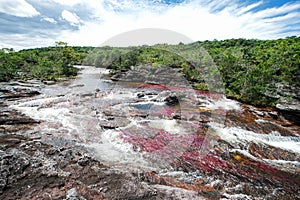 A view of the colorful plants in the CaÃ±o Cristales river